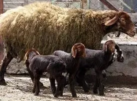 حق بیمه گاو، اسب، قاطر، گوسفند و بز چند است؟