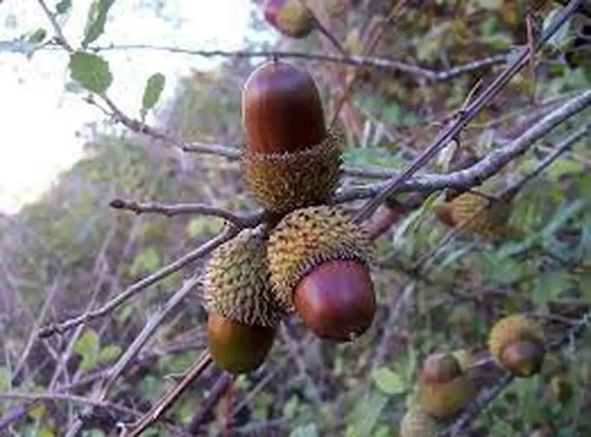 بلوط‌های زاگرس به طرز چشمگیری کم شدند