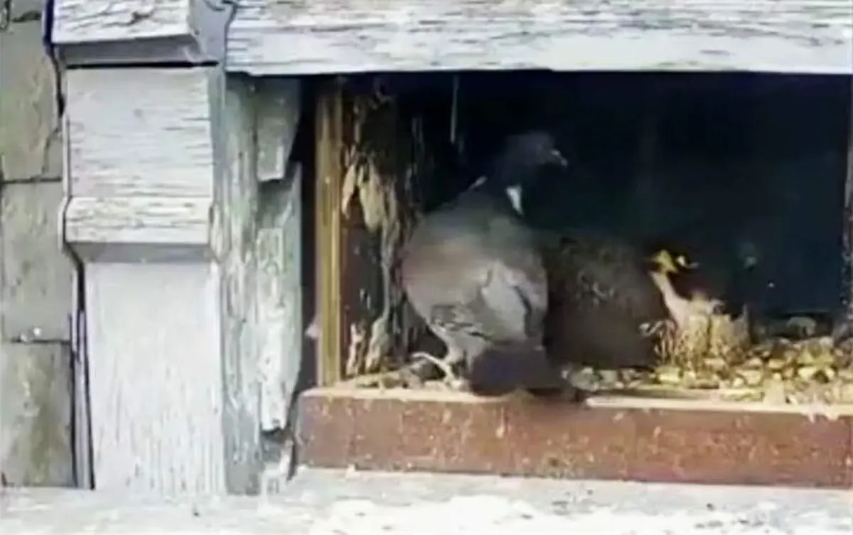 لحظات دیدنی از تقابل شکار و شکارچی پرنده