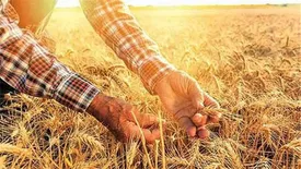 رکورد بی سابقه بانک کشاورزی در پرداخت 20 هزار میلیارد ریال وجوه گندم طی دوماه