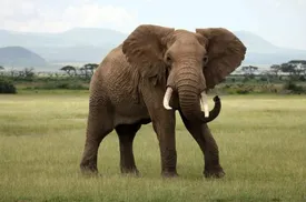 فیل‌ها یکدیگر را با اسم خاص خود صدا می‌کنند!