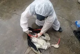 هشدار: شیوع آنفلوآنزای فوق حاد پرندگان!