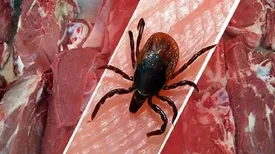 ۶ نفر به تب کریمه کنگو مبتلا و یک نفر فوت شد