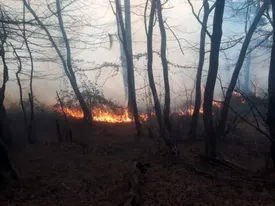 جنگلهای سراوان رشت در آتش سوختند