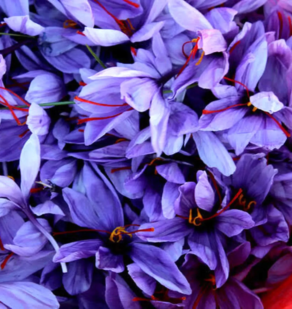 تولید قرص زعفران