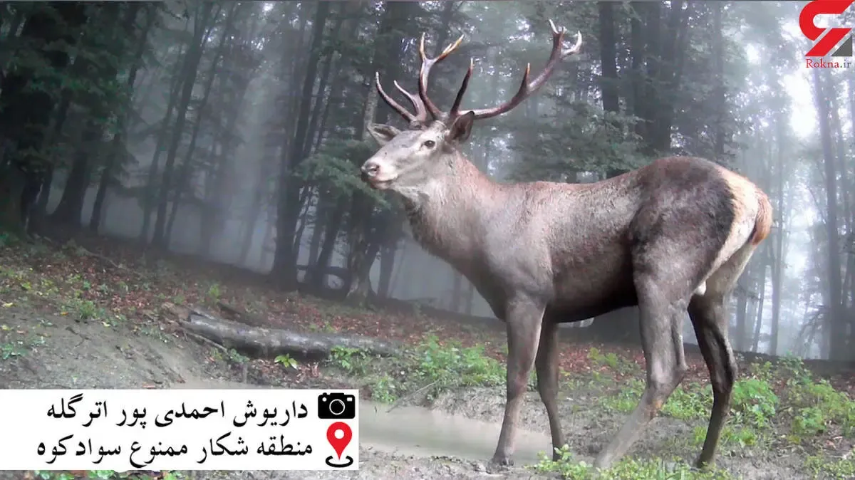 روزگاری گله هایی پرشمار در سوادکوه می دویدند؛ حالا کمتر از 50 مرال در سوادکوه مازندران باقی مانده است/ ارتقاء سطح حفاظت منطقه تنها خواسته فعالان محیط زیست است