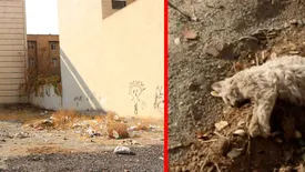 حیوان آزاری در شهر زیبا/ قاتل گربه ها بازداشت شد