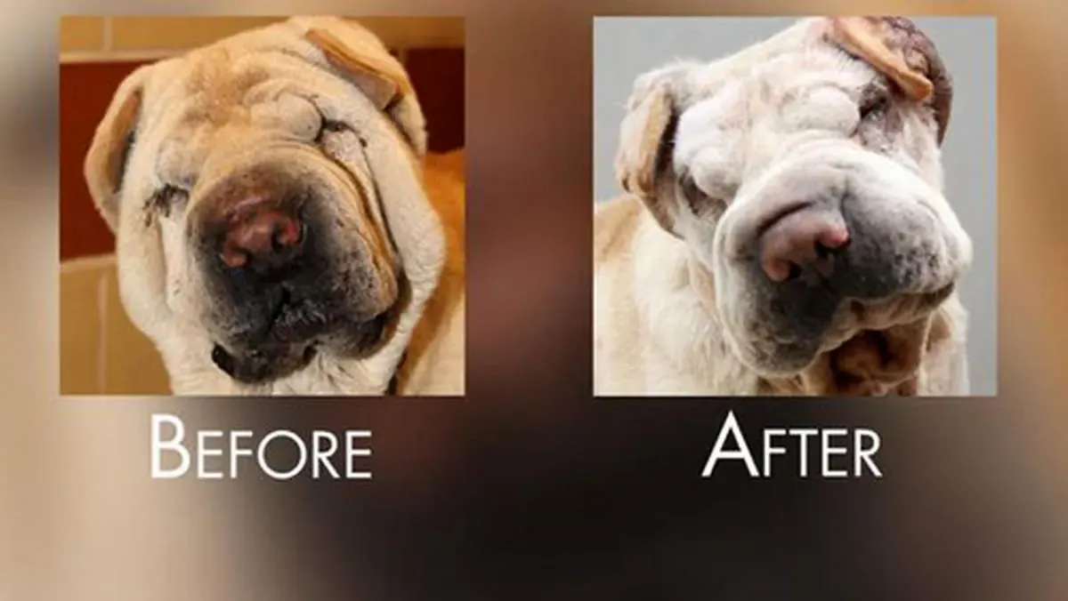 جراحی زیبایی به حیوانات خانگی رسید!/ از گوش و دم و افتادگی پلک تا انواع بوتاکس و تتو