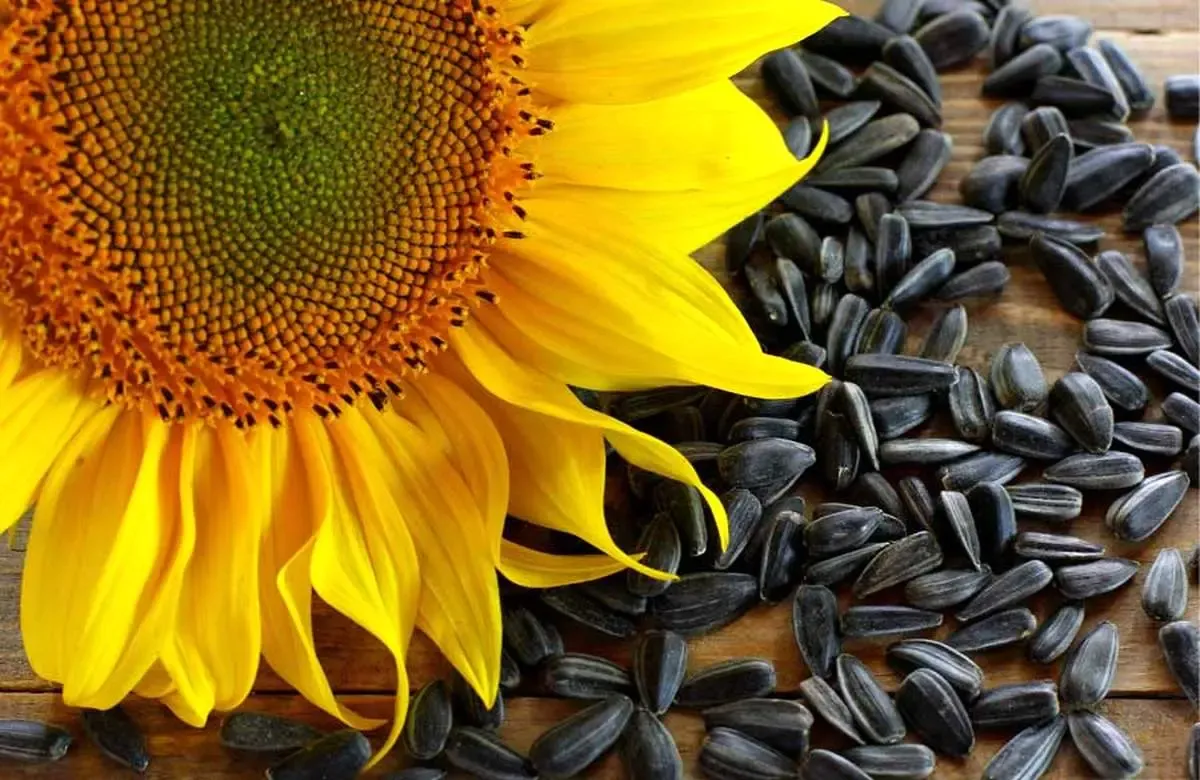 مصرف این تخمه روند پیری را کاهش می دهد