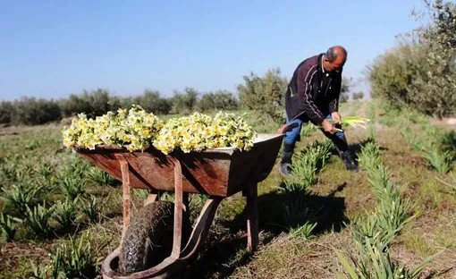 مزرعه گل نرگس در گلستان/عکس:محمد نسائی
