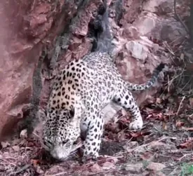 ثبت نخستین فیلم از پلنگ ایرانی در زیستگاه‌های لرستان