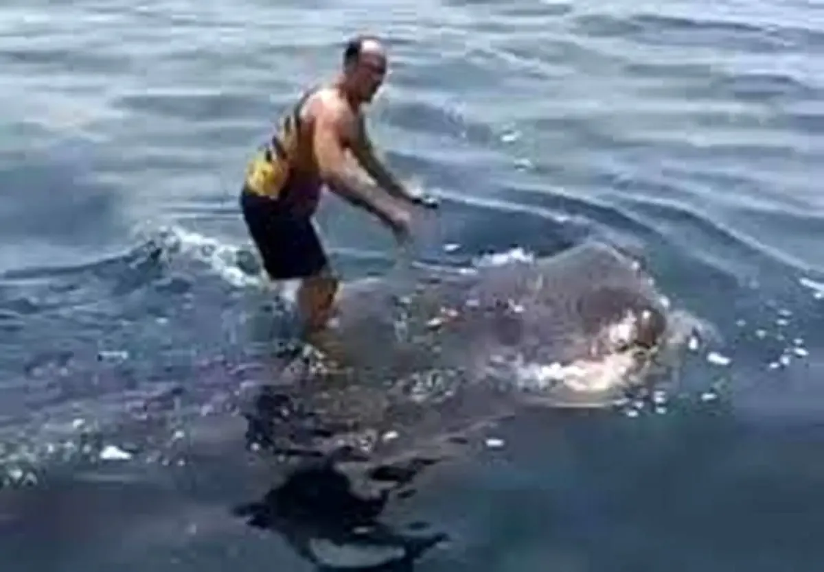 ببینید | کوسه‌سواری به سبک بوشهری‌ها