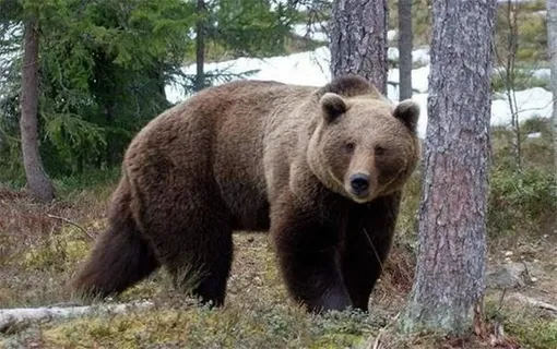 لحظه عجیب سورپرایز مدیر مدرسه توسط یک خرس!