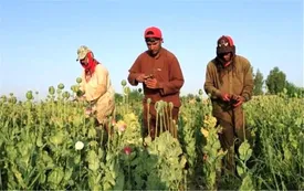 گمانه‌زنی درباره احتمال درگیری‌ مافیاهای اروپایی و افغانستانی برای تولید شیشه/ افزایش ۳۲ درصدی کشت مواد مخدر نسبت به سال قبل توسط طالبان