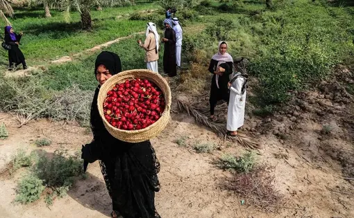 احیای کاشت چای ترش در روستای علوه اهواز/عکس:مهدی پدرام خو