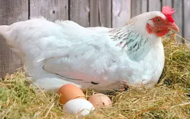 تخم‌مرغ در آستانه کم‌یابی؟ / مرغداران هشدار دادند