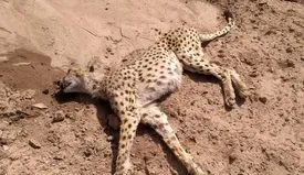 تلف شدن یک یوزپلنگ؛ دیگر این بار در یزد