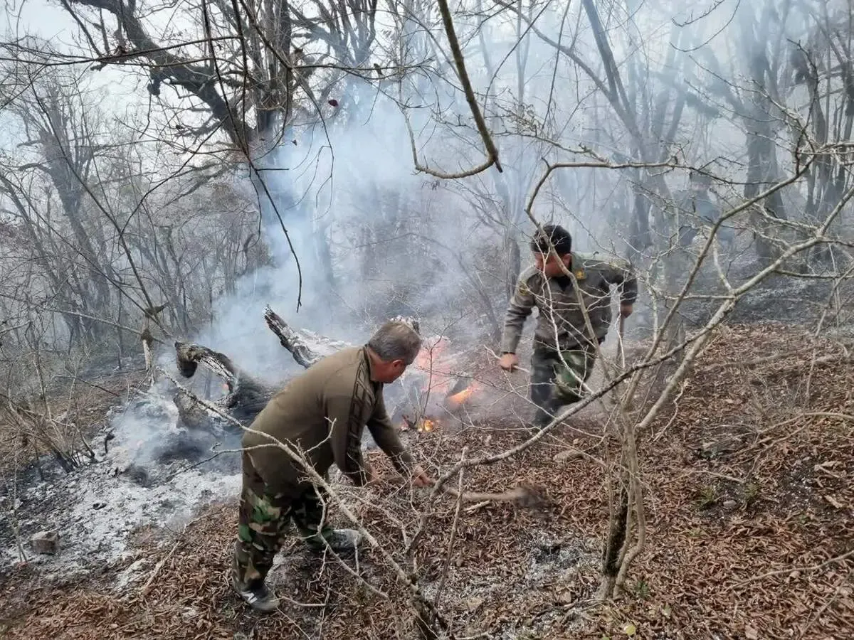 ۱۰ هکتار از بهترین رویشگاه‌های ارزشمند جنگل‌های نور سوخت