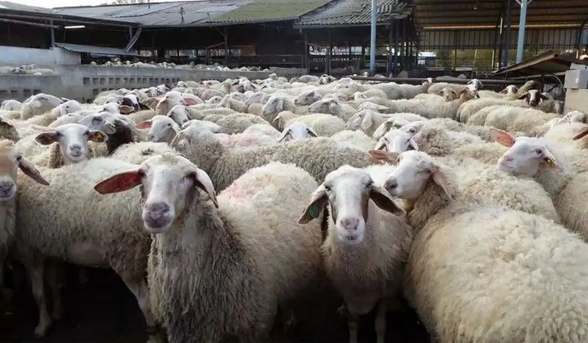 قیمت دولتی دام زنده ویژه عید قربان اعلام شد
