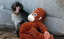 با «پانچ» بچه‌میمون تنهای این روزها آشنا شوید/ فیلم و عکس