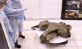 کشف استثنایی بقایای ماموت یانا در یاکوتیا/ بقایای حفظشده از ۵۰ هزار سال پیش