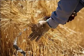 خبر خوش برای گندمکاران / پرداختها وارد فاز جدید شد