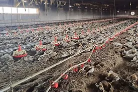 5 هزار جوجه گوشتی در آتش جزغاله شدند