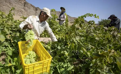 برداشت انگور و تولید شیره و کشمش در ملایر/ عکس : محمدامین نجفی