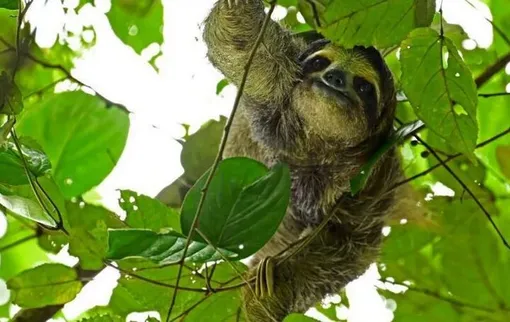 تلف شدن ۳۱ «تنبل»