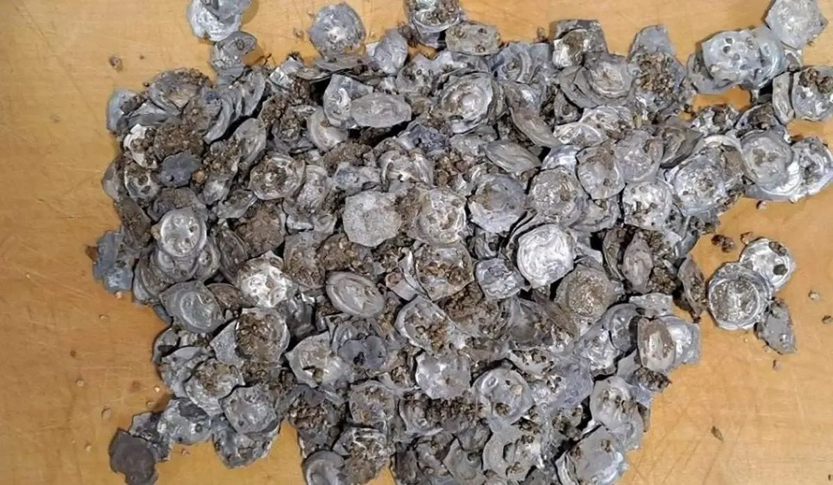 کشف بزرگترین گنج 70 سال اخیر آلمان در جریان کار گذاشتن لولۀ آب/ عکس