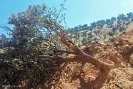 این پروژه اجرا شود، درخت های زاگرس قطع می شوند!