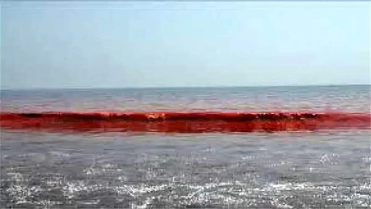 پیدایش کشند قرمز یا شکوفایی جلبکی در سواحل شرقی و جنوبی جزیره کیش