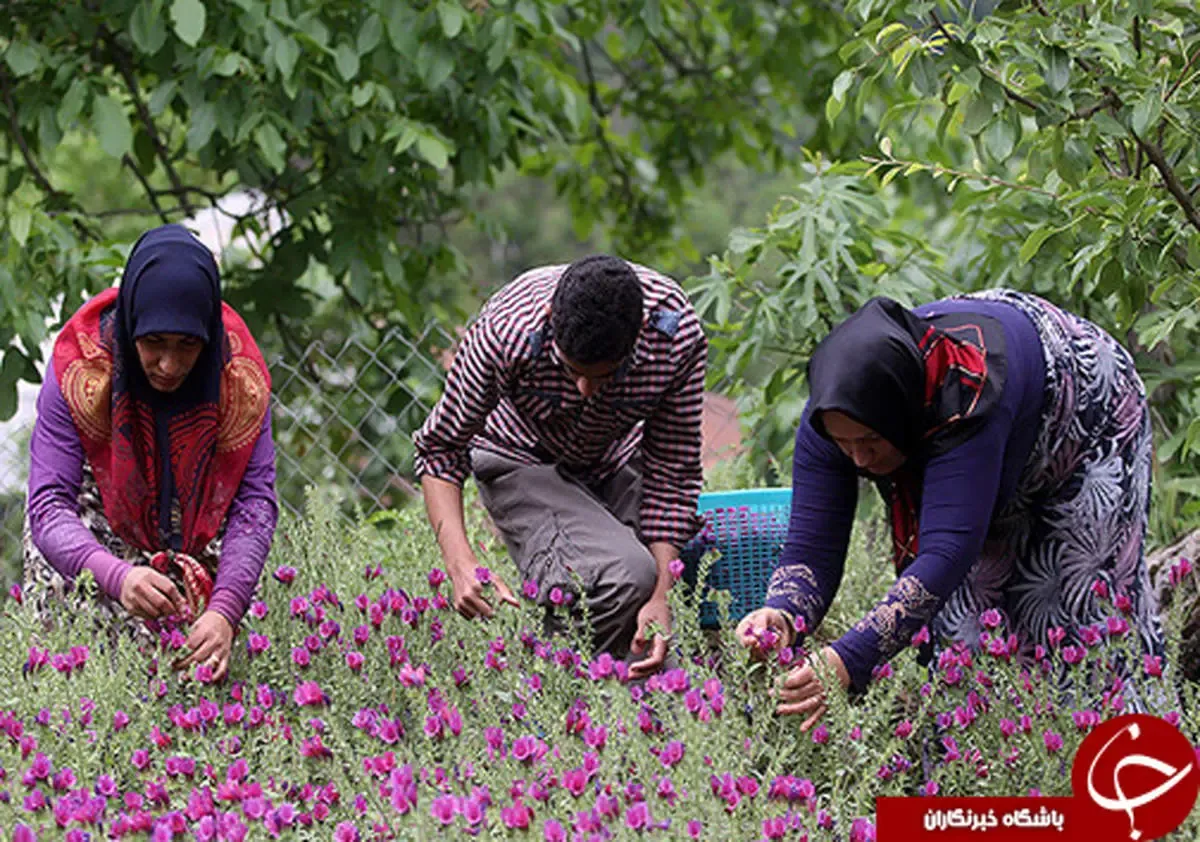 برنامه کشت گیاهان دارویی در گلستان چیست؟