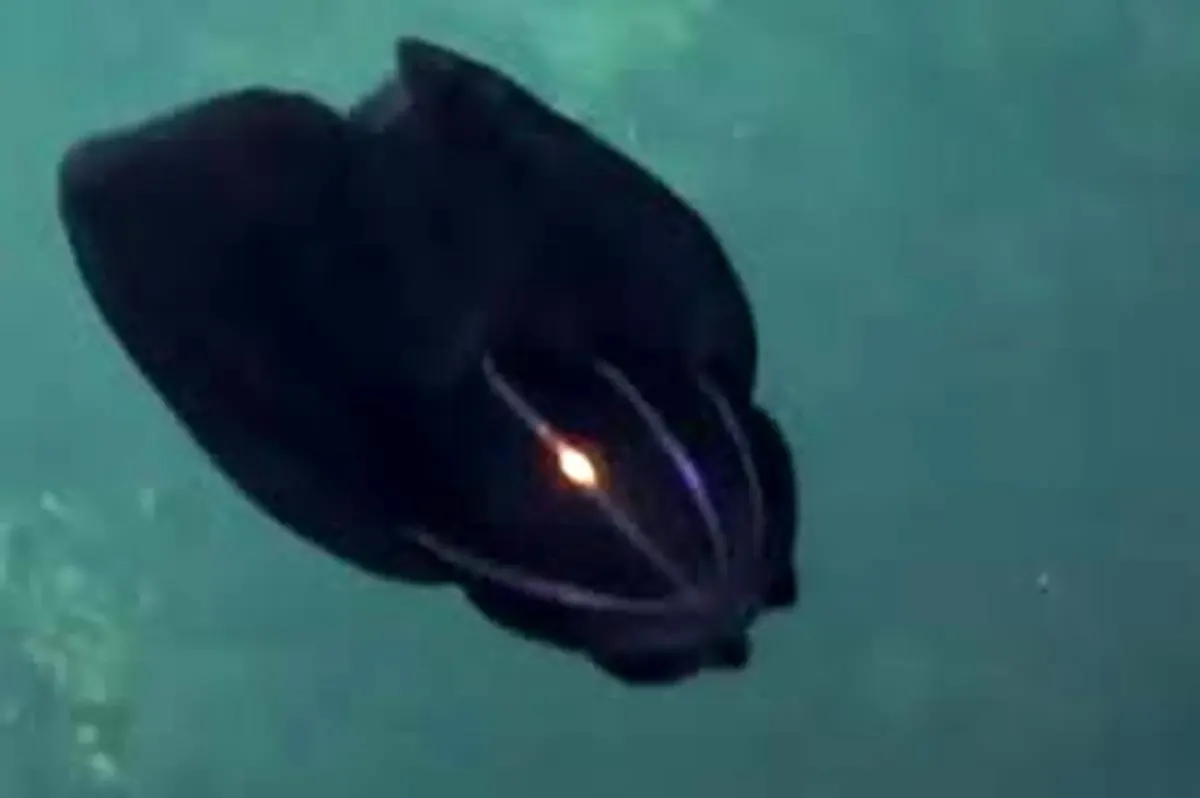 ببینید | کشف یک موجود عجیب و غریب جدید در اعماق اقیانوس