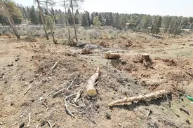 تمرکز روی گونه‌های بومی