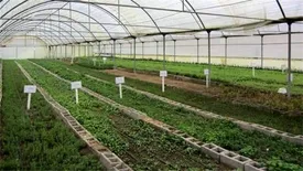 ایجاد ۹ هزار شغل برکت در حوزه گیاهان دارویی