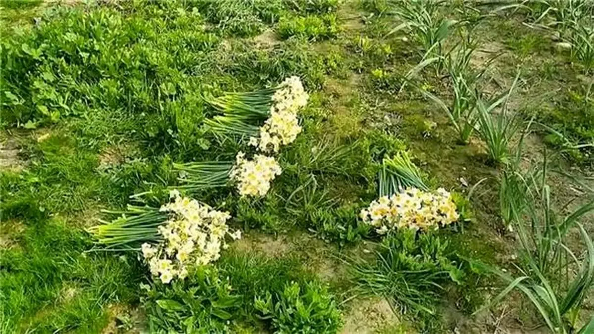 چشم بیدبلند به گل های نرگس روشن شد/ نخستین مرحله برداشت از مزرعه گل های نرگس بیدبلند خلیج‌فارس آغاز شد