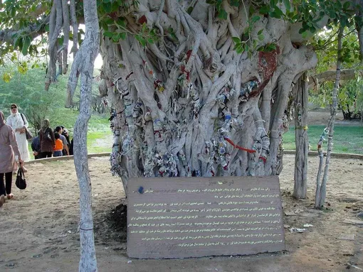درخت ۵۰۰ ساله کیش از بین رفت / تصاویر وضعیت این جاذبه گردشگری کیش را ببینید
