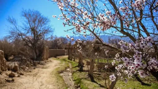 بهار در زمستان/ عکس : مجید دهقانی زاده