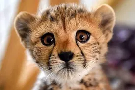 بازگشت یوز به پیراهن تیم ملی