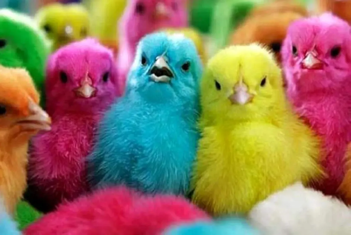 بالاخره اول مرغ بود یا تخم‌مرغ؟ معلوم شد