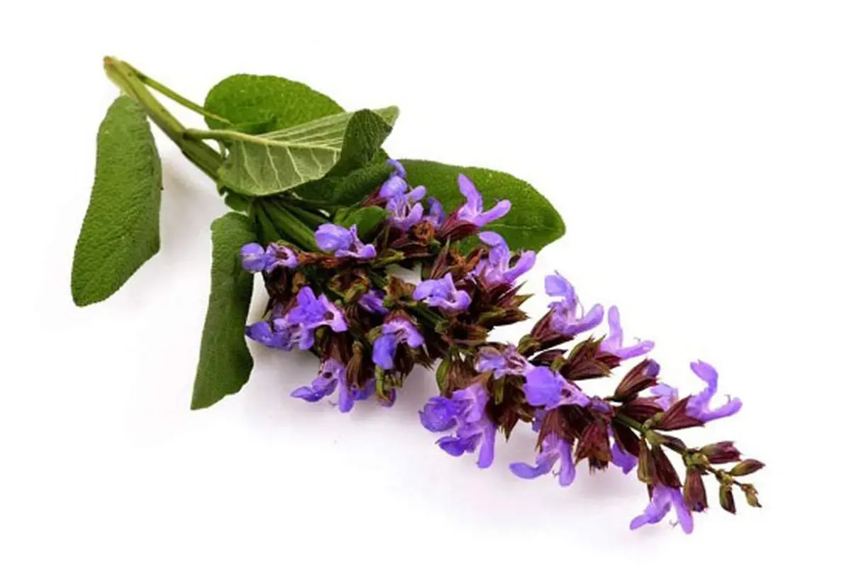 این گیاه را بخورید تا حافظه تان کار کند!