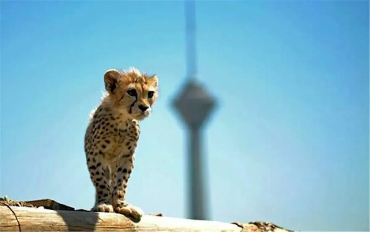 «پیروز» تاکسیدرمی  می‌شود/ کالبدشکافی پیروز را دانشگاه تهران انجام می دهد