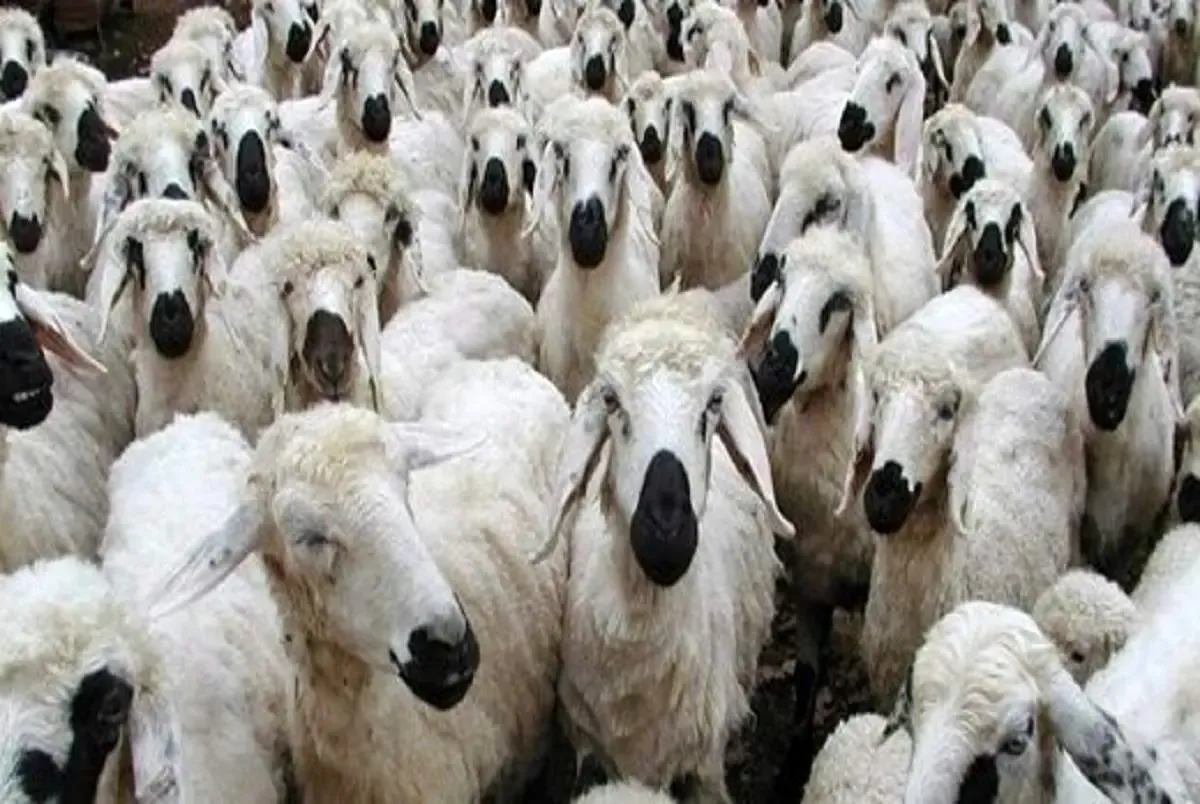 اعلام‌ قیمت جدید دام زنده