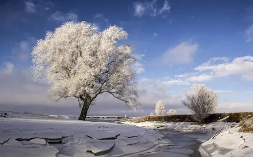 درختان کریستالی - اردبیل / عکس :  موسی تقوی نمین