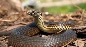 ماجرای  هجوم مارها به جاجرود چیست؟