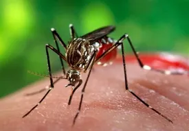 آخرین وضعیت تب دنگی در کشور اعلام شد/ پشه آئدس در این ۸ استان