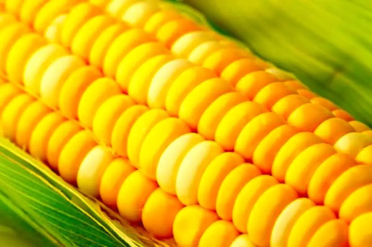 فوایــد و مضــرات مصرف «ذرت»