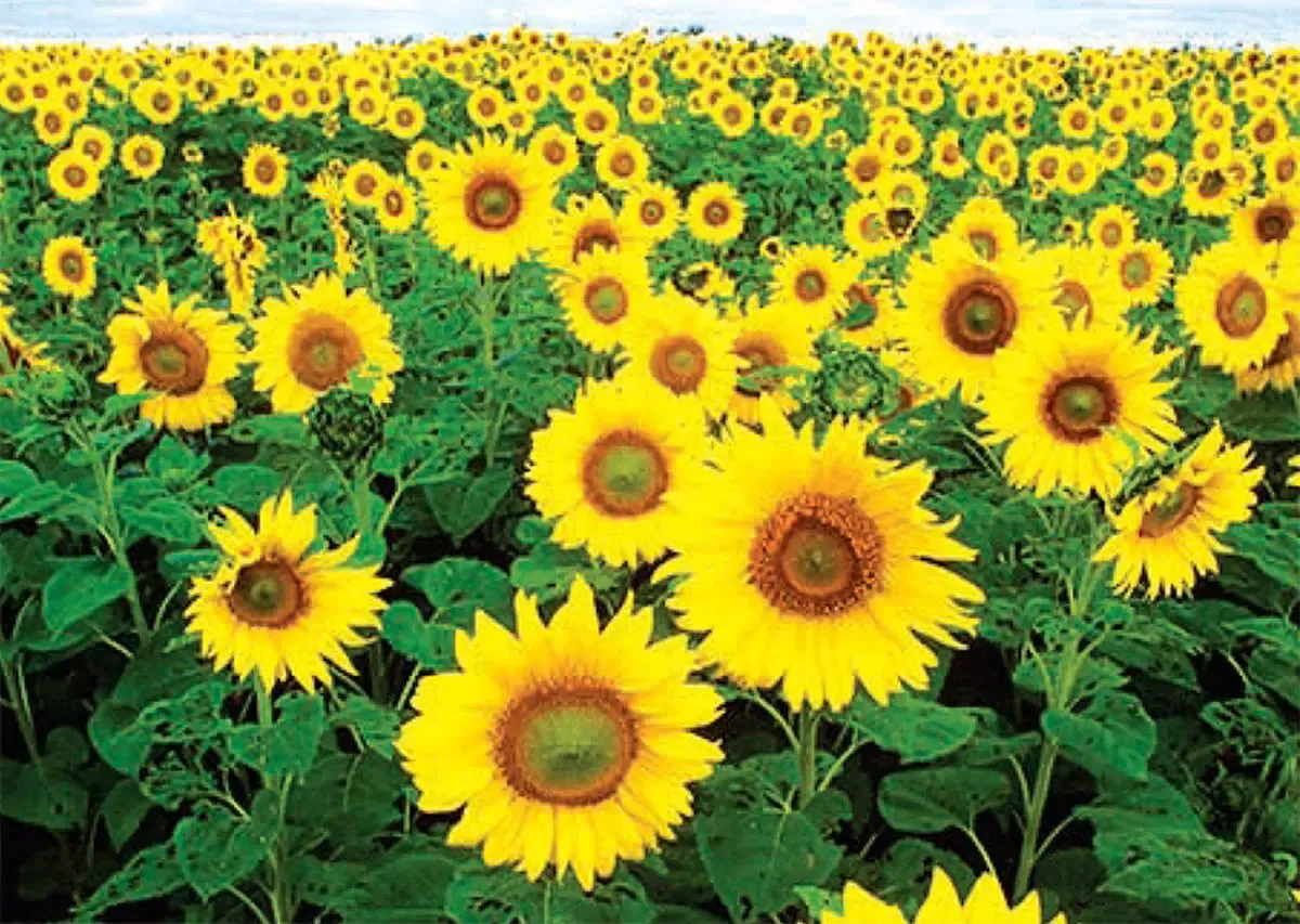 خوشبختی چگونه به دست می آید؟