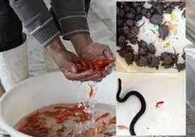 مار آبی و لاک پشت نخرید